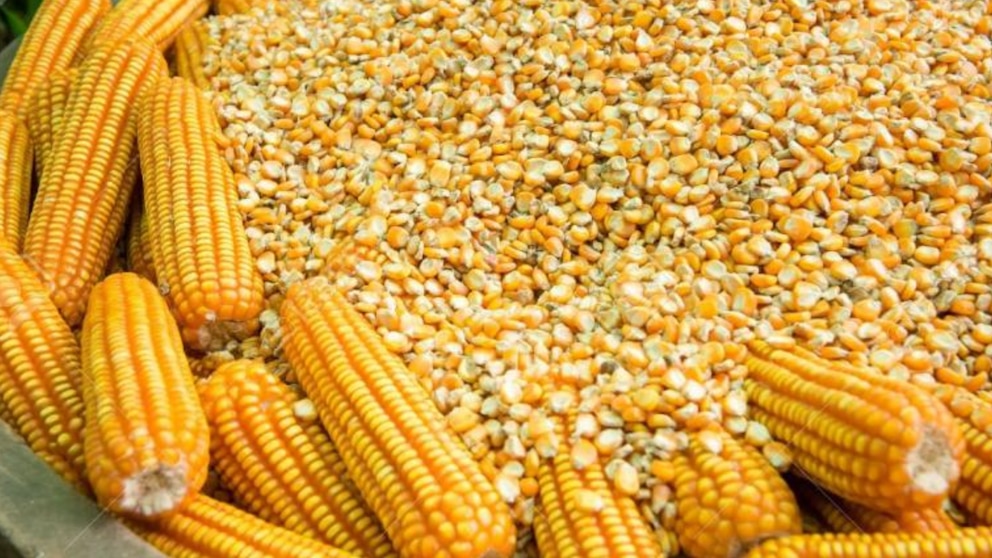 Perú actualiza su protocolo sanitario para granos argentinos y establece fumigación obligatoria