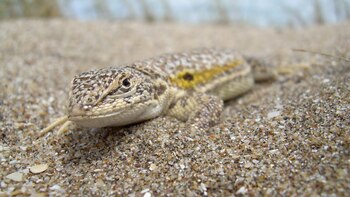 La lagartija de las dunas