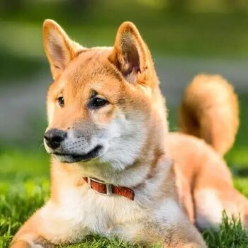 Shiba Inu japonés. (Purina)