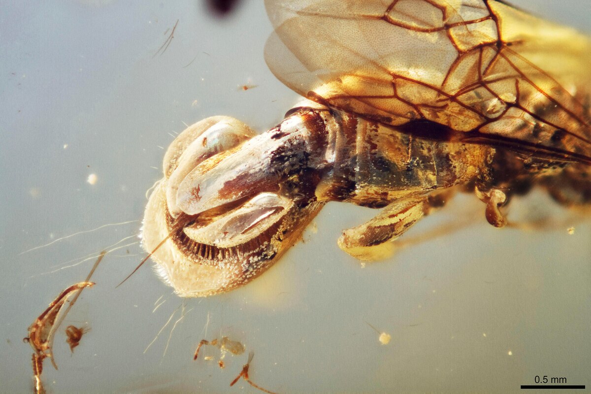 biodiversidad