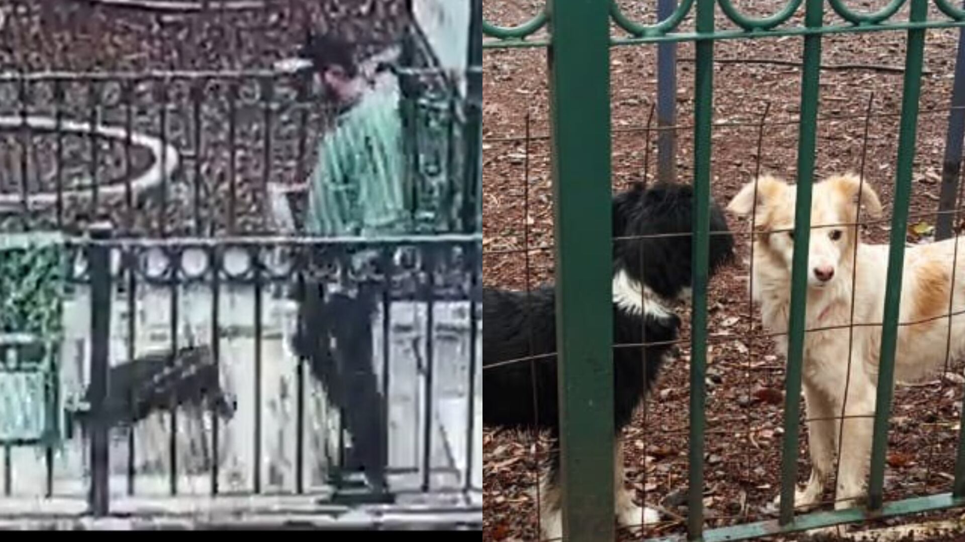 Un hombre abandonó a sus dos perros en el Parque México de CDMX. | X- Alessandra Rojo de la Vega