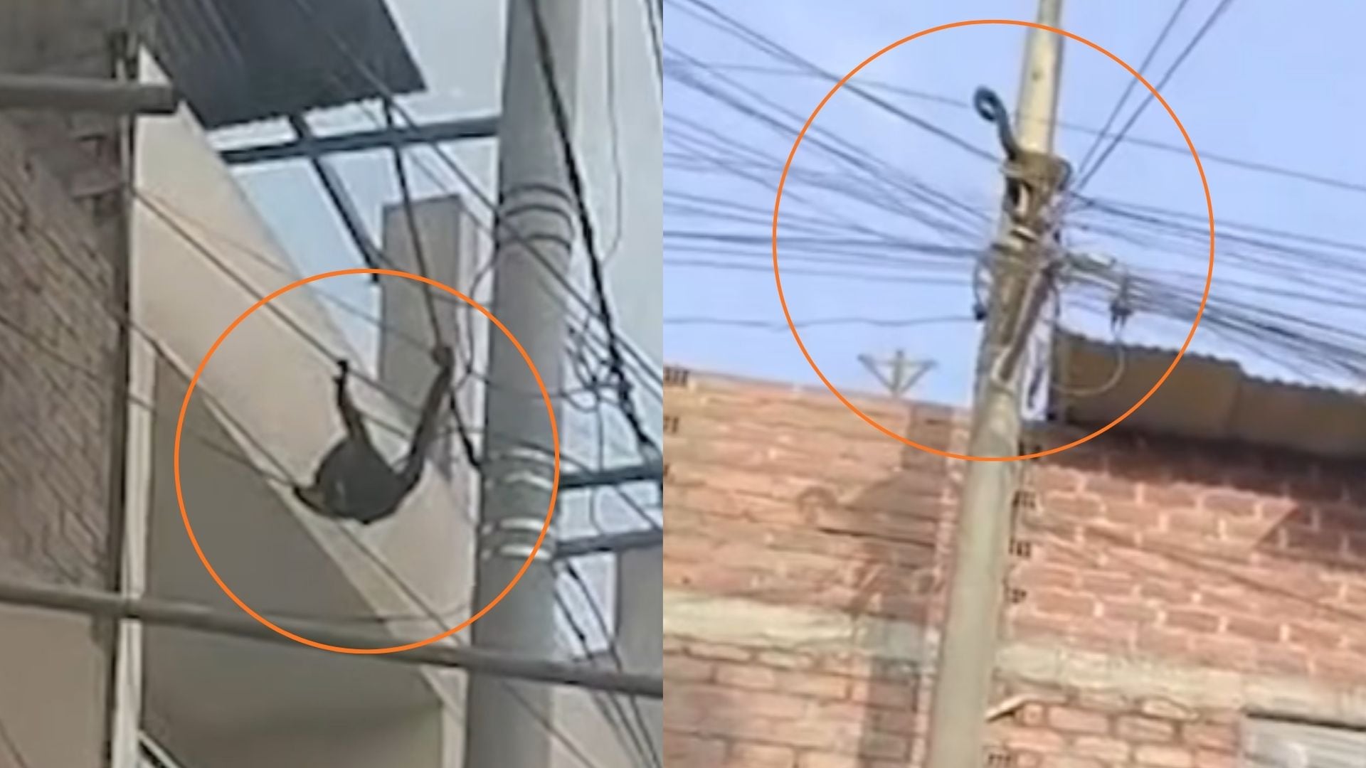 El animal habría llegado desde una zona posterior al vecindario y avanzó entre viviendas hasta alcanzar los tendidos eléctricos - Créditos: Captura de pantalla de Panamericana TV.