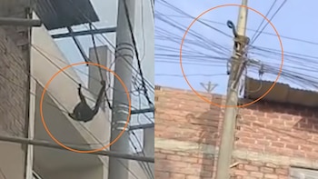 Mono trepa por cables y techos de viviendas en San Juan de Lurigancho en busca de comida