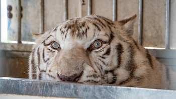 Llega a Alicante el último tigre de circo de Portugal: “Sona ha pasado toda su vida explotado en la industria del entretenimiento”