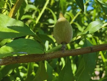 Los cultivares de almendro no