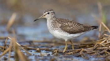 Primer plano de un andarrios solitario con plumaje moteado marrón y blanco, pico oscuro y patas amarillas, de pie en agua poco profunda con vegetación seca.