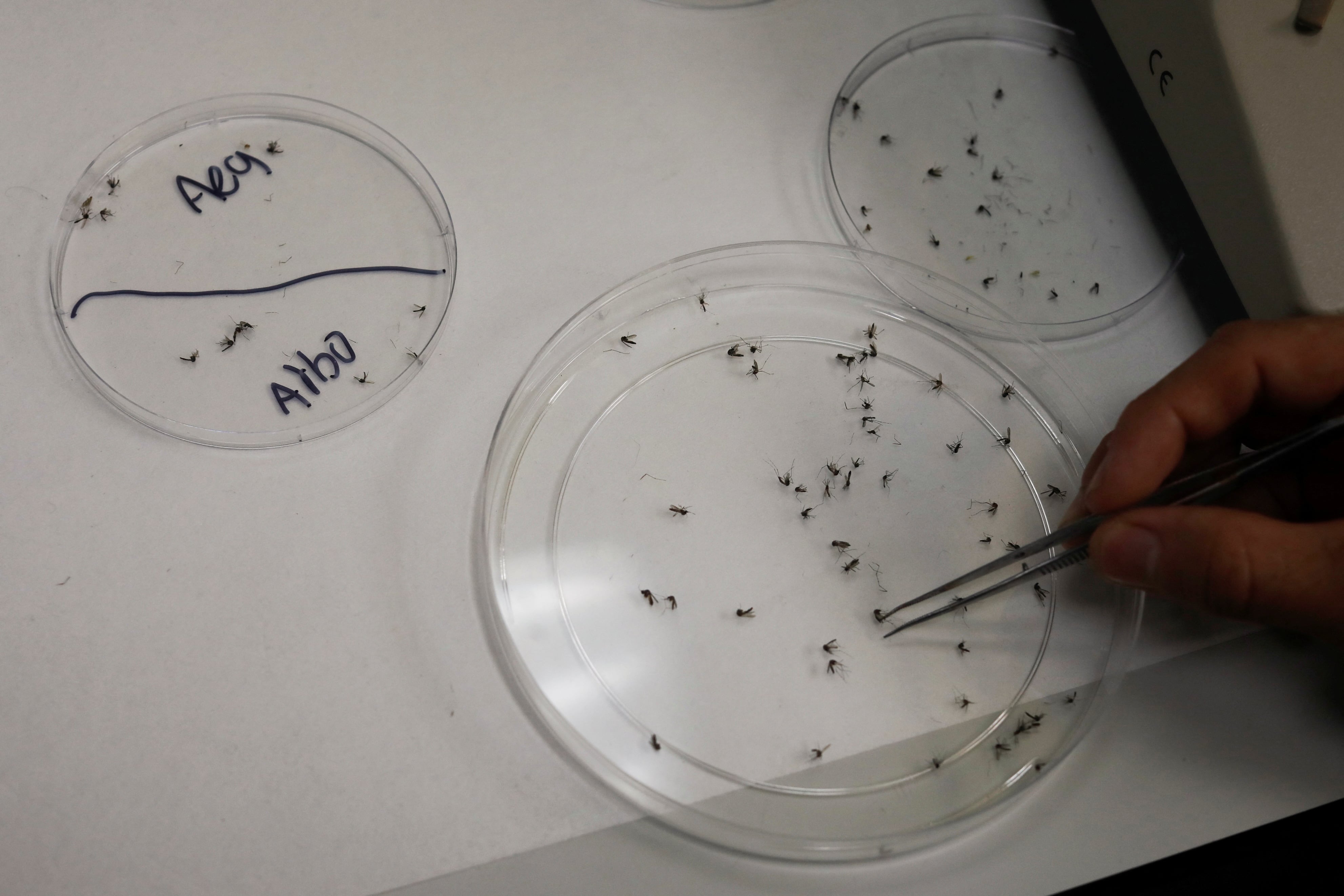 El grupo de entre 10 y 19 años concentró la mayor cantidad de consultas médicas por sospecha de dengue. (REUTERS/José Cabezas)