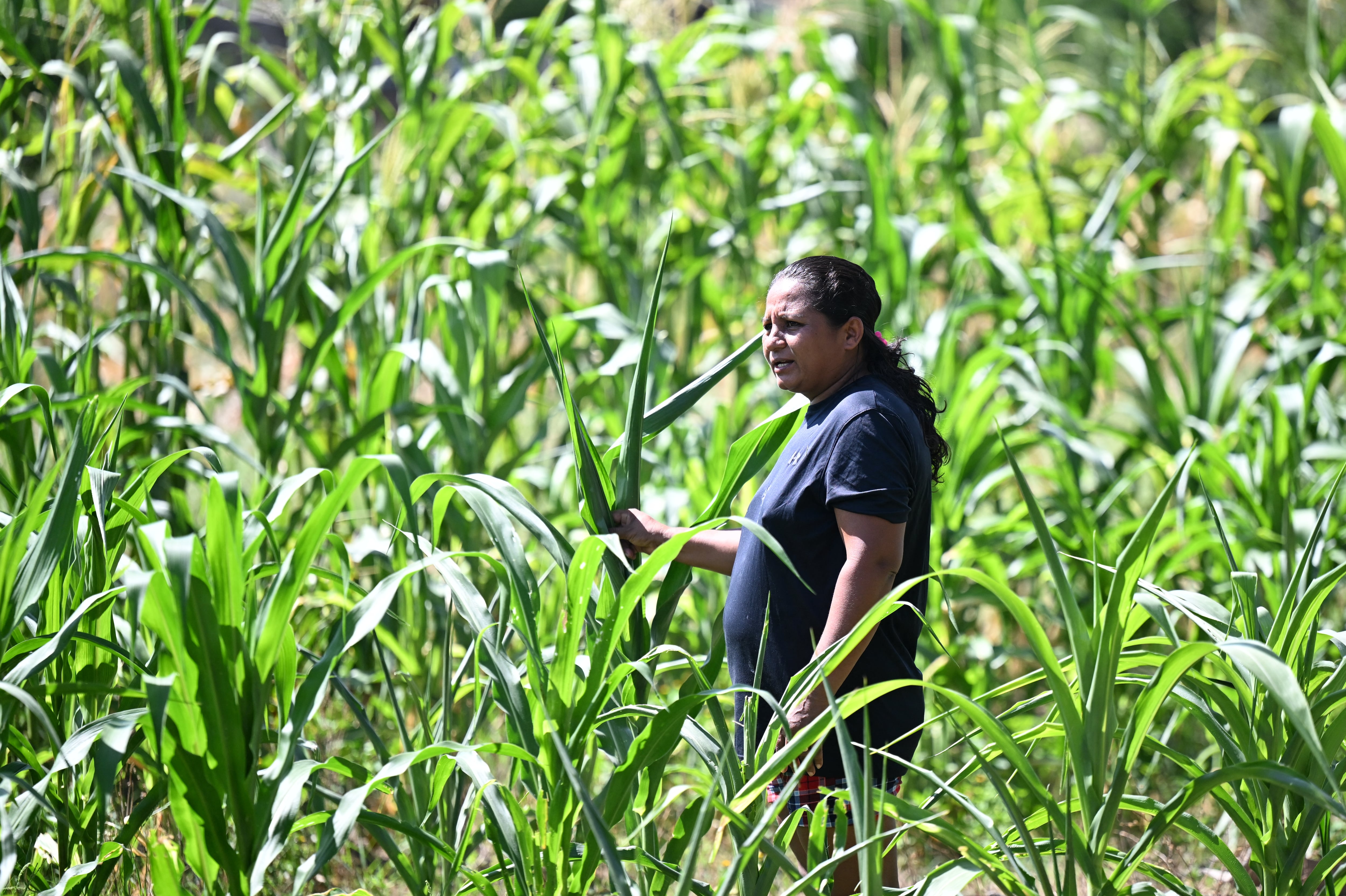 La menor oferta de granos básicos en el Corredor Seco puede impulsar el precio de los alimentos y afectar la canasta alimentaria hasta 2027. (Marvin RECINOS / AFP)