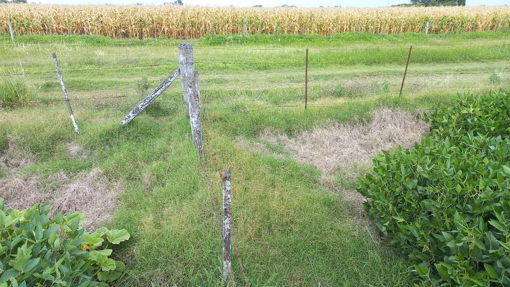 La pérdida de alambrados rurales: un riesgo para la biodiversidad agropecuaria