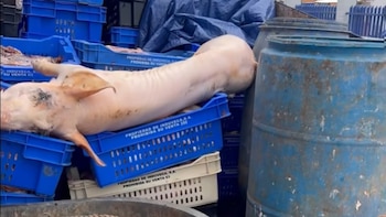 Un operativo conjunto de la Policía Nacional, Salud Pública y Medio Ambiente intervino una propiedad en El Ranchito, decomisó unas 90 canastas con productos cárnicos contaminados y ordenó su destrucción por riesgo sanitario grave (Imagen cortesía Dirección Regional de la Policía Nacional en María Trinidad Sánchez)