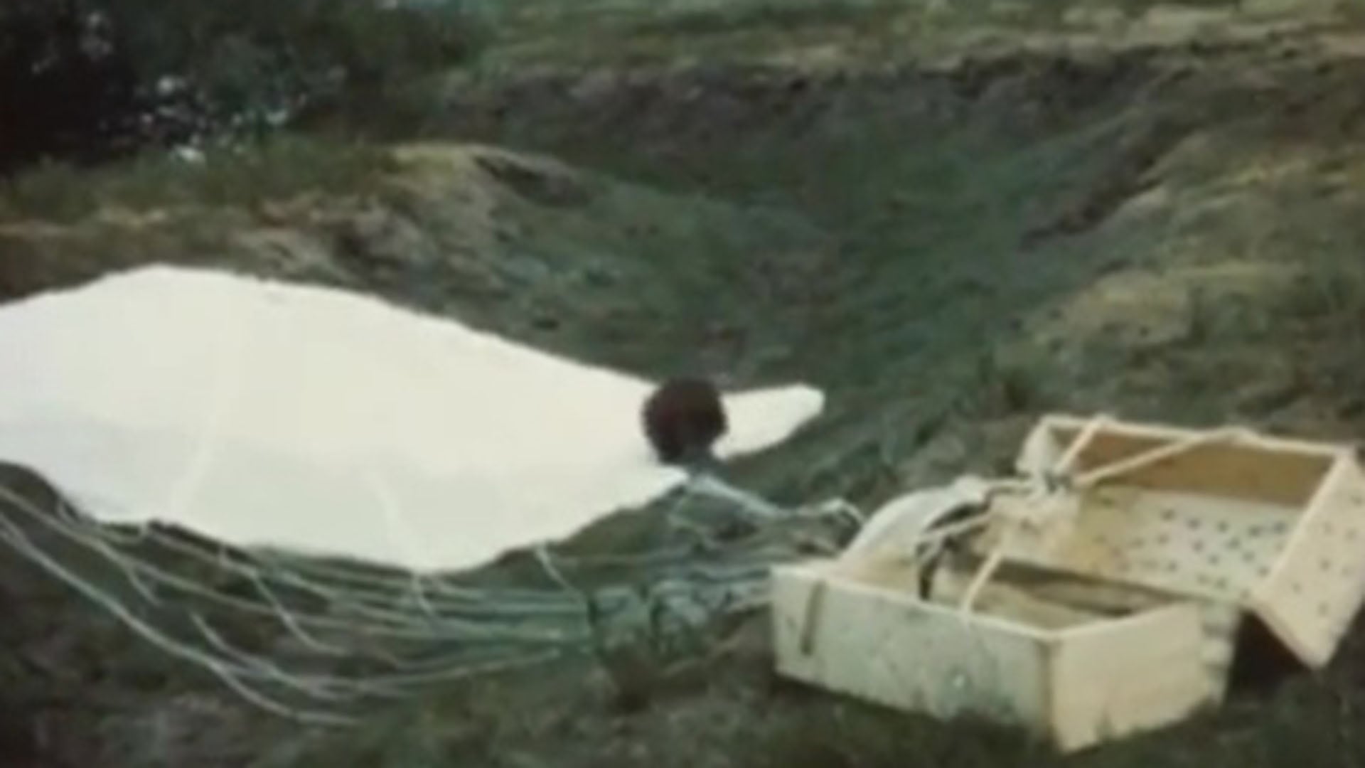 El impacto ecológico de los castores benefició a especies clave como el urogallo, la rana moteada y la trucha roja en los nuevos hábitats creados