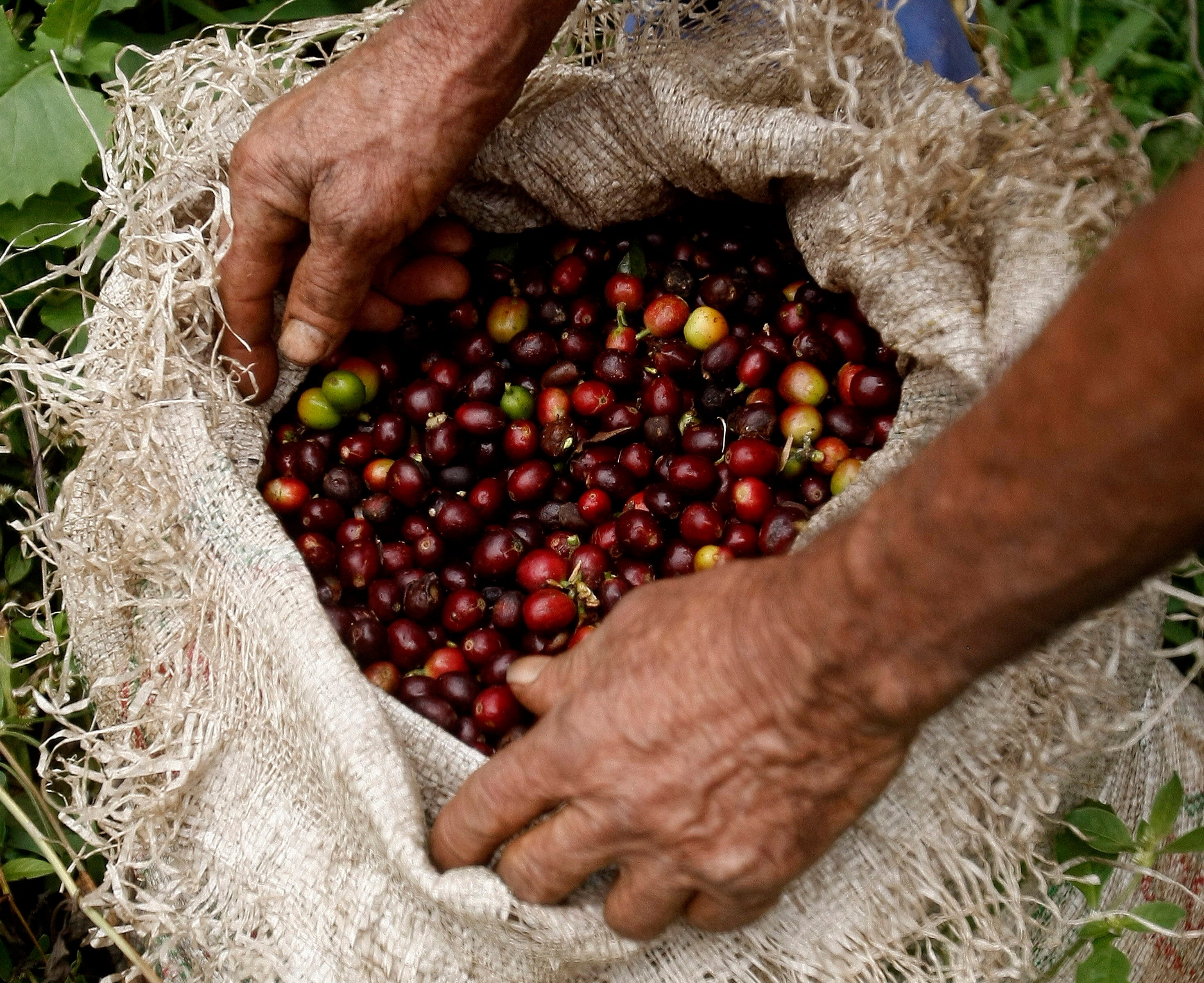La industria cafetera colombiana ha recurrido a las importaciones para mantener el abastecimiento del mercado interno ante la menor disponibilidad de grano nacional -crédito Luis Eduardo Noriega/EFE
