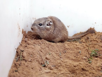 La rata vizcacha de Los