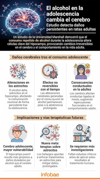 Infografía con una ilustración de un cerebro e íconos explicativos sobre el impacto del consumo de alcohol en el tejido cerebral.
