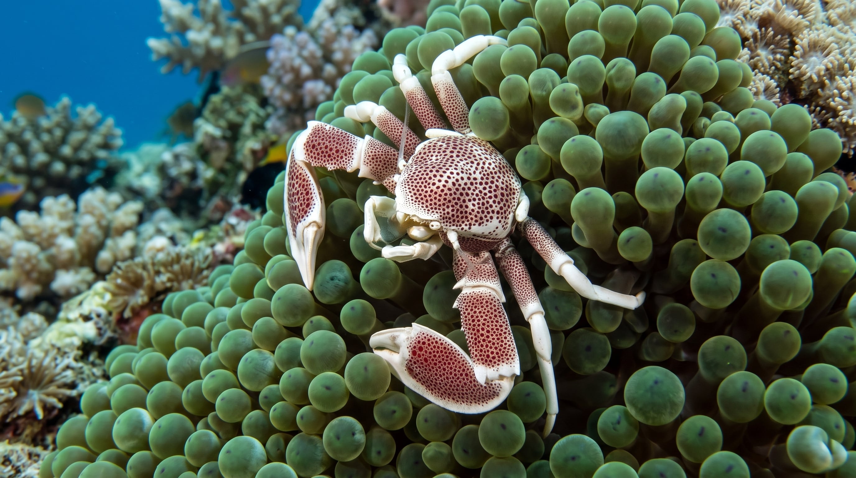 La densidad de aves marinas fue 760 veces mayor en las islas sin ratas, un contraste que modificó la composición de la criptofauna del arrecife (Imagen Ilustrativa Infobae)