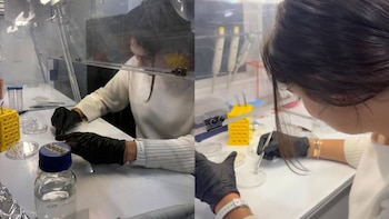 Una persona con guantes negros utiliza pinzas sobre placas de Petri en una cabina de laboratorio junto a una botella con agua