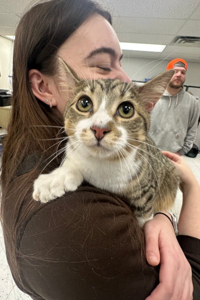 Toby, un gato polidáctilo de Michigan, igualó el récord Guinness del gato con más dedos al llegar a 28 (Guinness World Records)