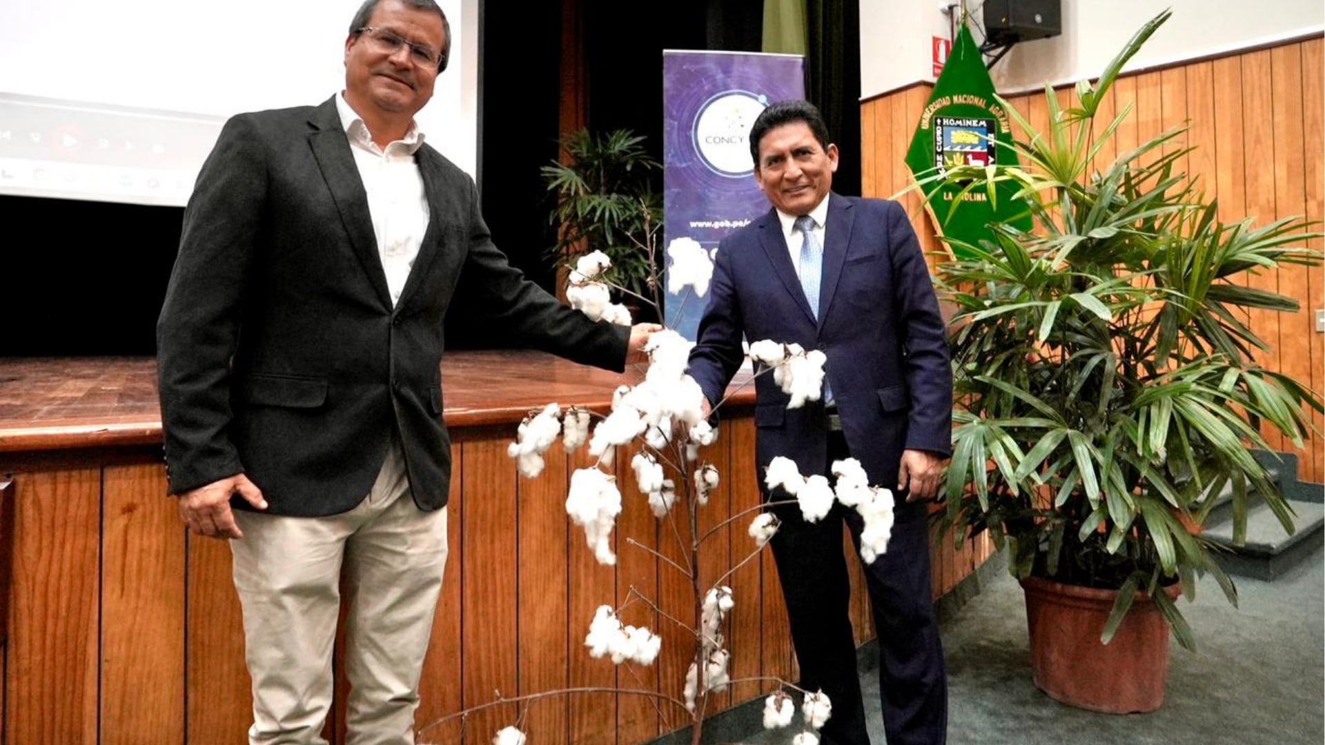 Ciencia peruana avanza: UNALM lanza nueva variedad de algodón de alto valor industrial. (Foto: Agencia Andina)