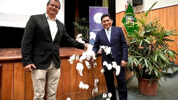 UNALM presenta nuevo algodón “molinero extralargo” tras más de 15 años de investigación científica
