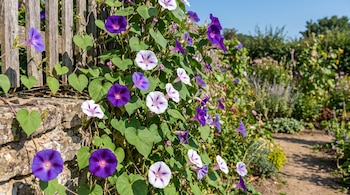 Flores moradas y blancas de forma acampanada trepan por una cerca de madera y un muro de piedra junto a un camino de tierra.