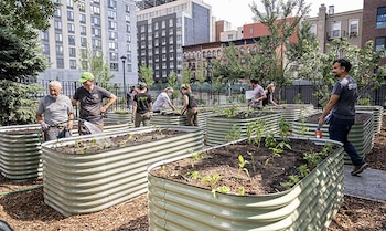 Voluntarios trabajan en huertos comunitarios, reacondicionando espacios verdes y promoviendo prácticas sostenibles como parte de las iniciativas de recuperación urbana en distintos barrios de la ciudad.