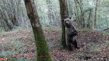 Más de la mitad de incursiones de osos pardos hacia pueblos está motivada por búsqueda de fruta en verano, según estudio