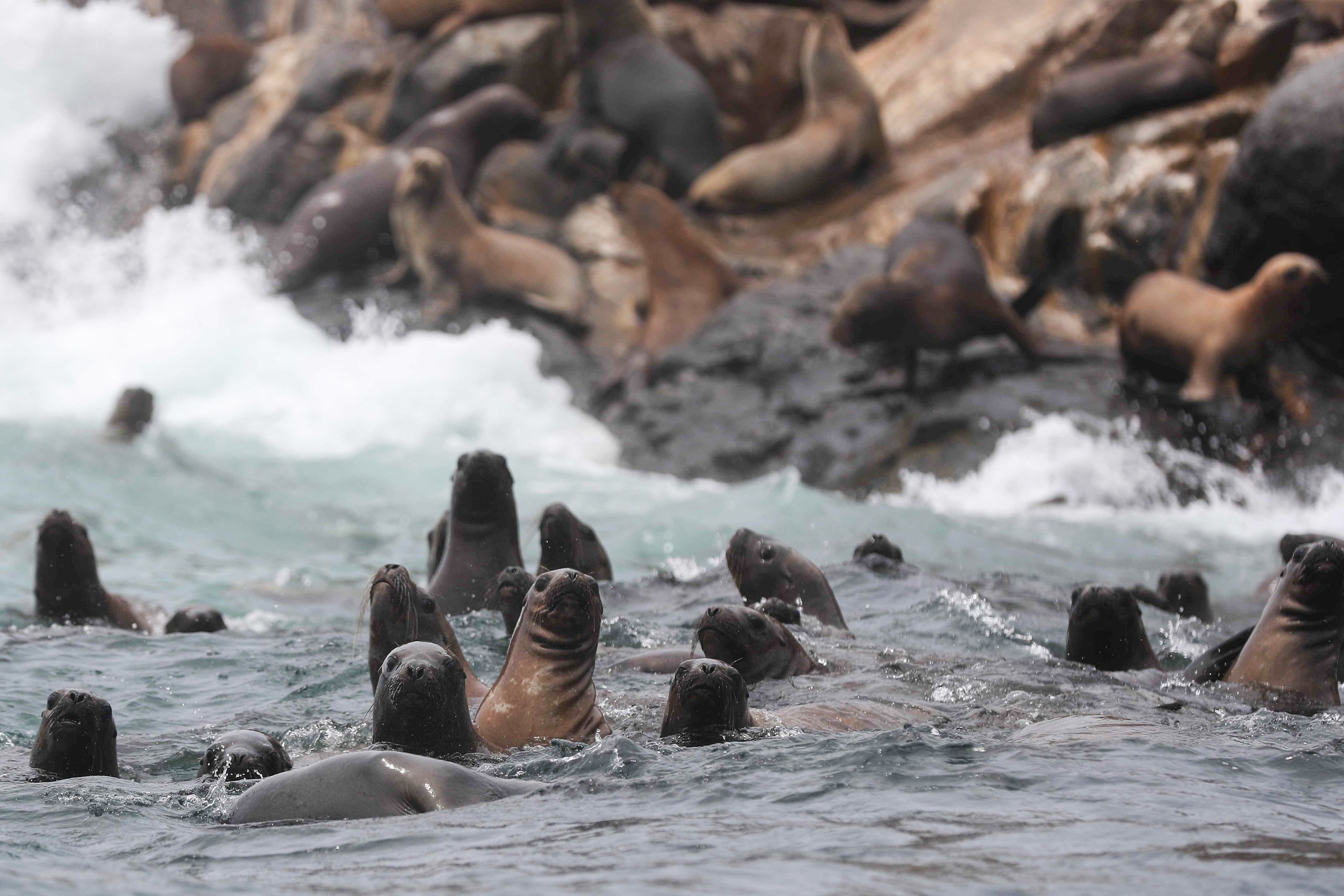 Fotografía de archivo de un grupo de lobos marinos en un sector de la Reserva Nacional Sistema de Islas, Islotes y Puntas Guaneras. EFE/ Paolo Aguilar