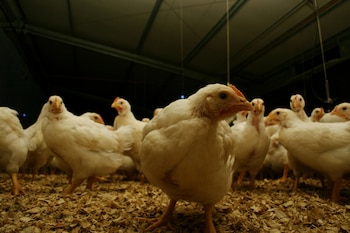 Influenza aviar en Argentina