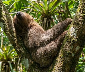 Perezoso de tres dedos de pelaje marrón colgando boca arriba de un tronco de árbol cubierto de musgo. El fondo es de follaje verde borroso