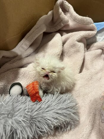 Wisp ha sido comparado con