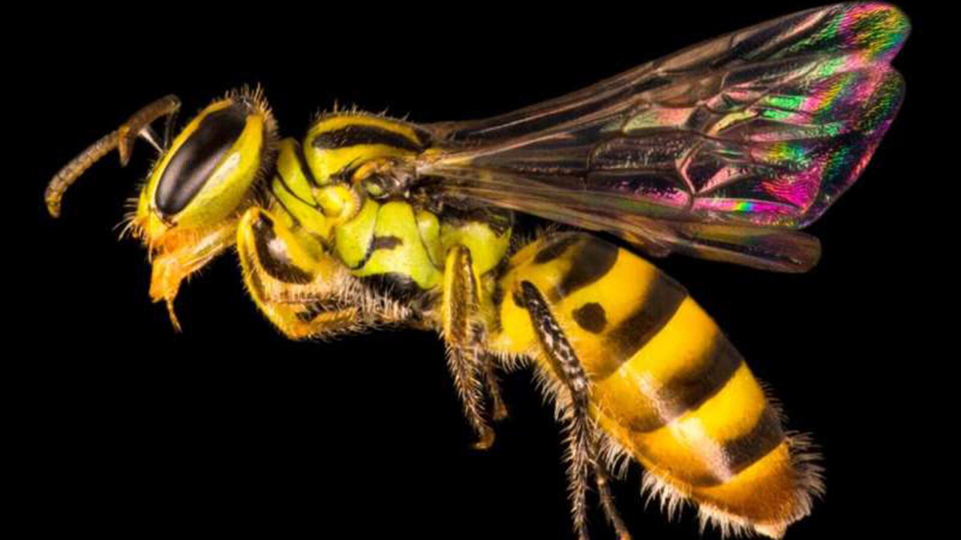 Asia, África y Sudamérica presentan los mayores vacíos taxonómicos en la documentación de especies de abejas a nivel global