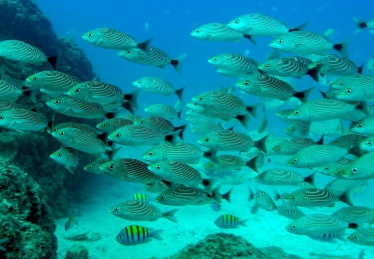 La pesca en Perú ya sufrió el impacto de El Niño, tras la cancelación anticipada de la temporada de anchoveta por el calentamiento del mar. (EFE/Christopher Swann)
