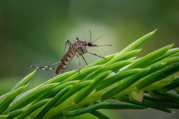 Estos insectos hematófagos pueden ser