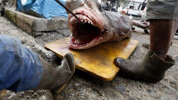 La Comisión Europea pregunta a los ciudadanos cómo proteger mejor a los tiburones