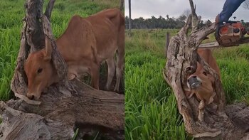 Con extrema precisión y sin