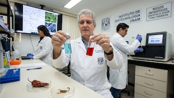 Científicos de la UNAM desarrollan nuevos antibióticos a partir del veneno de alacrán y chile habanero