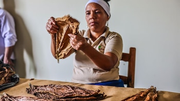 La industria del tabaco generó más de 122 mil empleos directos e indirectos en República Dominicana, según Intabaco. (Cortesía: Instituto del Tabaco de la República Dominicana)
