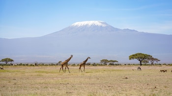 Mueren cinco personas tras estrellarse