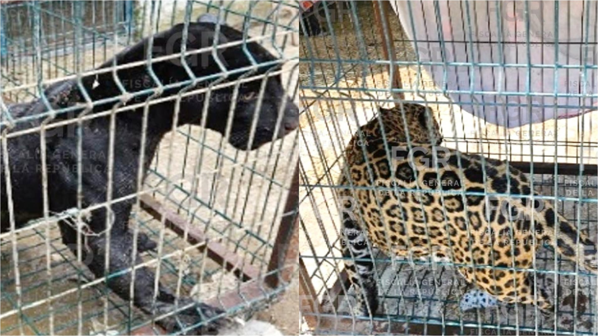 Autoridades encuentran animales enjaulados en Zapopan tras denuncia de rugidos
