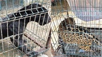 Autoridades encuentran animales enjaulados en Zapopan tras denuncia de rugidos