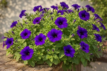 Un arbusto de petunias moradas con centros oscuros, muchas flores y capullos verdes, sobre una superficie de madera y fondo borroso.