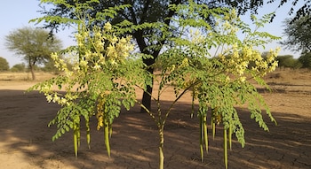 Un árbol de moringa joven con hojas verdes, racimos de flores amarillas y varias vainas colgantes verdes. El suelo está seco y agrietado; otros árboles se ven al fondo.