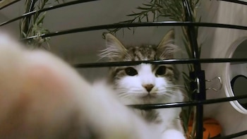 Según los especialistas, el gato