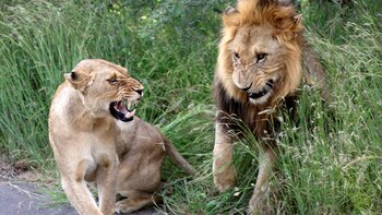 La compra de huesos de