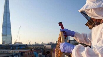 La miel de abejas urbanas