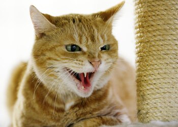 La Secretaría de Salud de