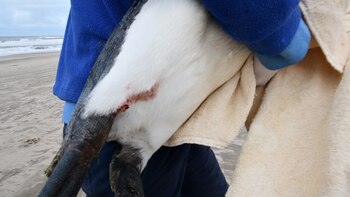 Se pensó que el ejemplar