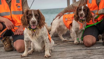 Sebbi, el perro detector de