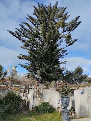 Uma grande árvore de quebra-cabeças de macaco com largas folhas verdes subindo para um céu azul com nuvens brancas, acima de um muro baixo e uma cozinha com grama e plantas