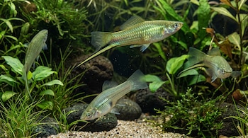 Cuatro peces verdes nadan entre plantas acuáticas, rocas oscuras y un fondo de arena.